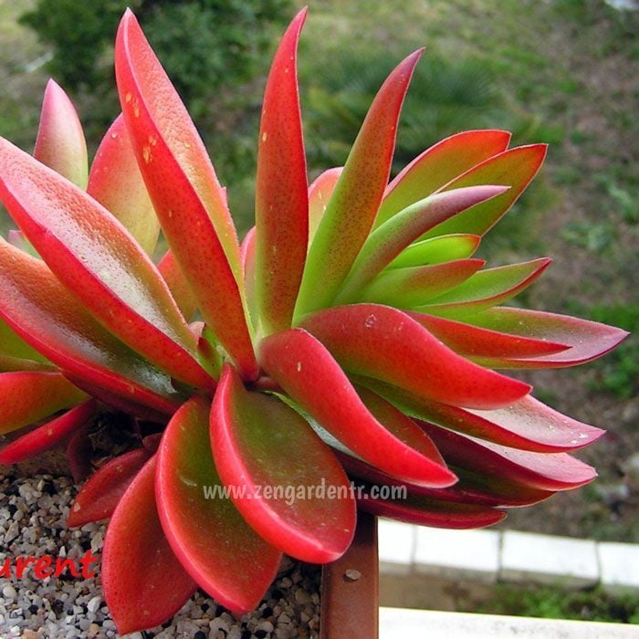 Kırmızı crassula capitella campfire sukulent bitki