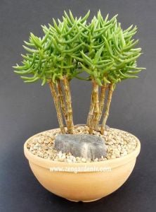 Crassula tetragona sukulent bonsai mini ağaç