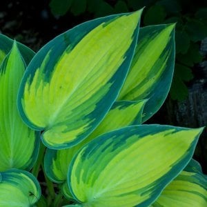 Hosta June süpürge çiçeği saksıda yetişmiş