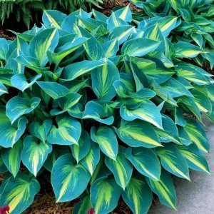 Hosta June süpürge çiçeği saksıda yetişmiş