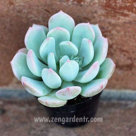 Graptoveria moonglow sukulent bitki