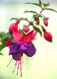 Katlı kırmızı mavi küpe çiçeği fidesi leonita double red blue