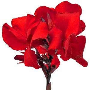 Dev kırmızı tropik canna tesbih çiçeği saksıda yetişmiş