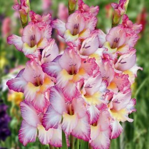 Priscilla glayöl çiçek soğanı ithal iri çiçekli