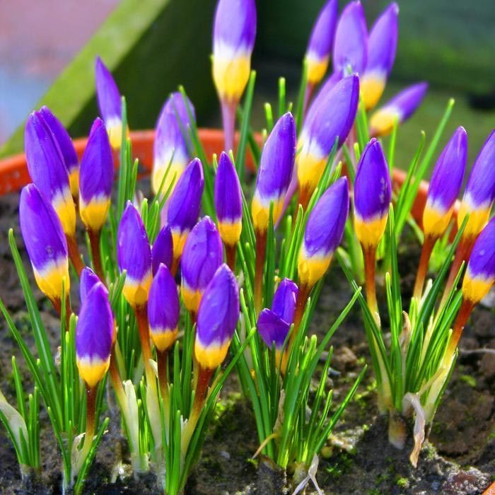 Sieberi tricolor botanik çiğdem soğanı ithal crocus 10 adet