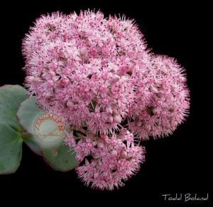 Sarkan sedum sieboldii variegata