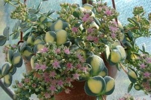 Sarkan sedum sieboldii variegata