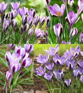 Spring beauty botanik çiğdem soğanı ithal crocus 10 adet