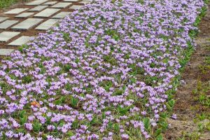 Spring beauty botanik çiğdem soğanı ithal crocus 10 adet