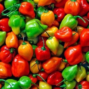 Habanero biberi tohumu mix renkli karışım acı