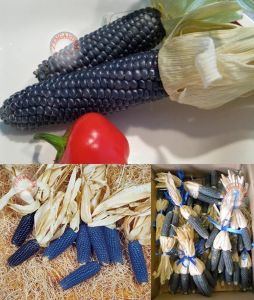 Minyatür mavi mısır tohumu geleneksel