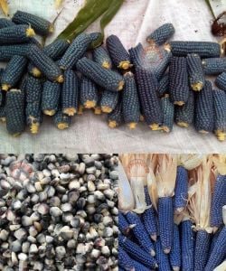 Minyatür mavi mısır tohumu geleneksel
