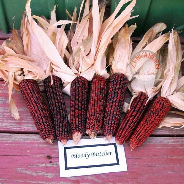 Kırmızı kızılderili mısırı tohumu bloody butcher atalık