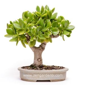 Para ağacı crassula ovata money plant jade tree