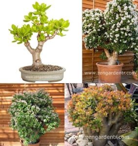 Para ağacı crassula ovata money plant jade tree