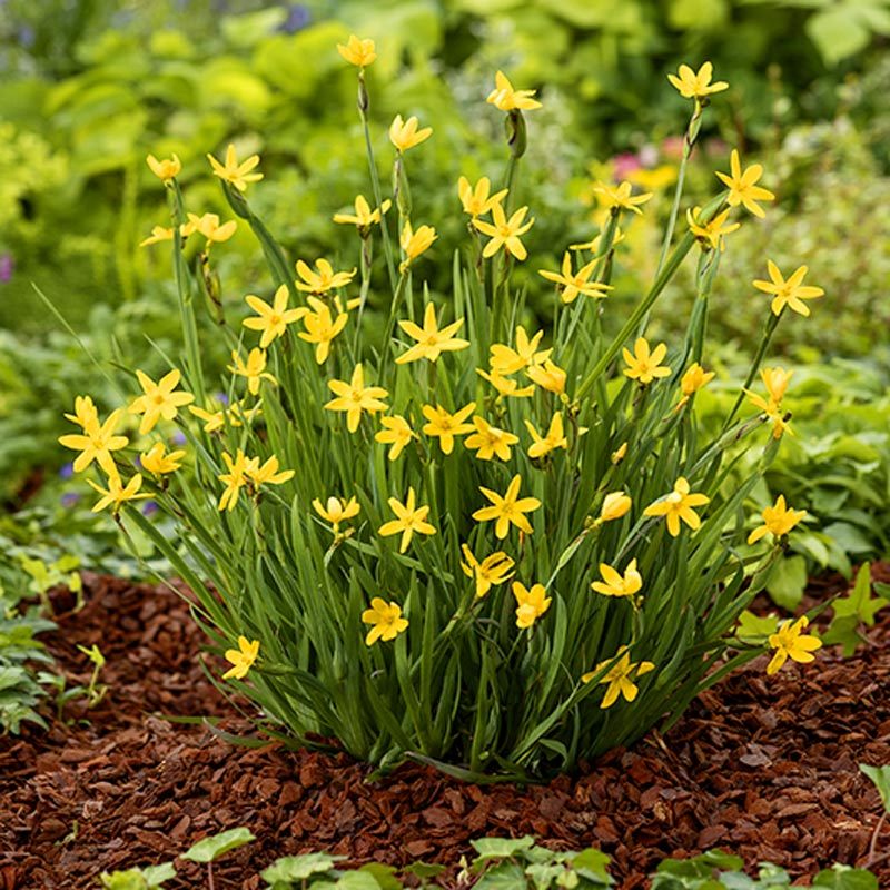Sarı çim iris sisyrinchium californicum yellow stone