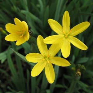 Sarı çim iris sisyrinchium californicum yellow stone