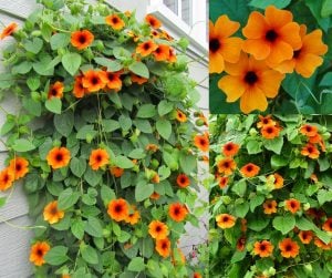 Karagözlü suzan sarmaşığı fidesi thunbergia alata red-orange