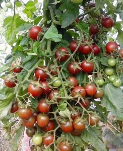 Kahve Üzüm çeri domates tohumu sırık tip brown berry