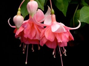 Peachy küpeli çiçeği fidesi XXL büyük katlı çiçekli