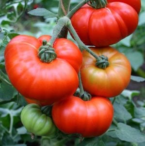 Fransız Provence domatesi tohumu sırık tip 200 gram