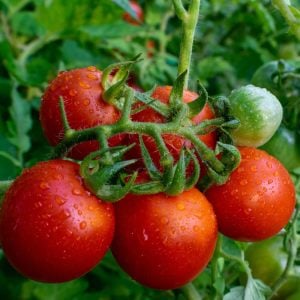 Tamina domates tohumu sırık tip 75 gram