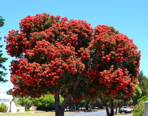 Kırmızı çiçekli okaliptüs fidanı corymbia ficifolia