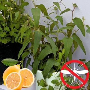 Limon kokulu okaliptüs fidanı corymbia citriodora