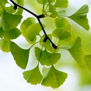 Ginkgo biloba fidanı anaç Edward Whittall bahçeleri