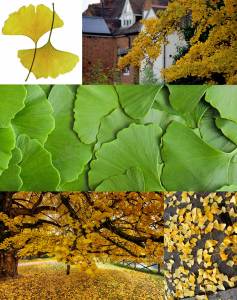 Ginkgo biloba fidanı anaç Edward Whittall bahçeleri