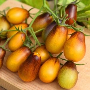 Indigo pear drops domates tohumu