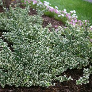 Yer örtücü taflan fidanı euonymus fortunei emerald gaiety