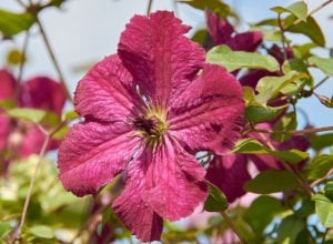 Carmencita clematis fidanı orman asması viticella