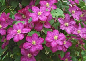 Carmencita clematis fidanı orman asması viticella