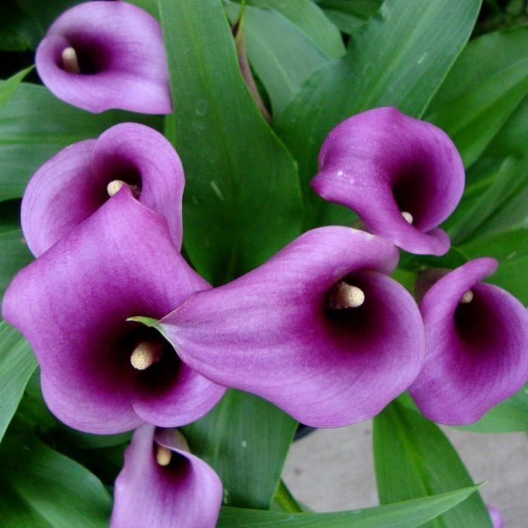 Paco gala çiçeği soğanı ithal calla lily