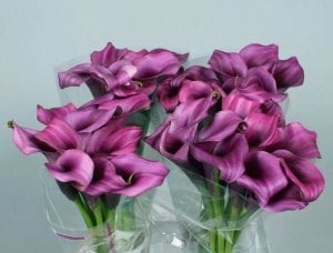 Paco gala çiçeği soğanı ithal calla lily