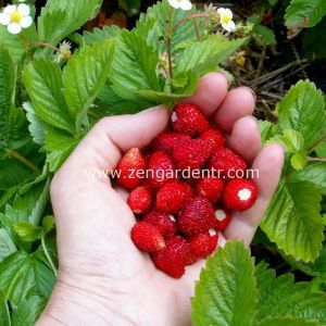 Kokulu çilek tohumu rugen doğal strawberry ruegen