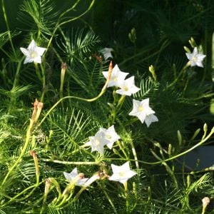 Beyaz servi sarmaşık tohumu ipomoea quamoclit cypress vine