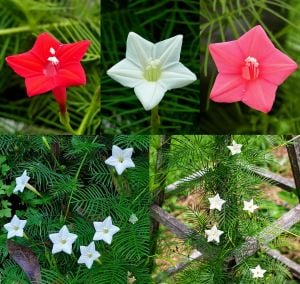 Beyaz servi sarmaşık tohumu ipomoea quamoclit cypress vine