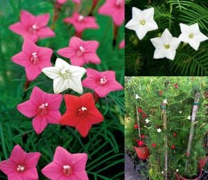 Beyaz servi sarmaşık tohumu ipomoea quamoclit cypress vine