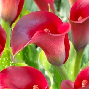Red majesty gala soğanı ithal calla lily