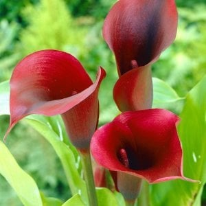 Red majesty gala soğanı ithal calla lily