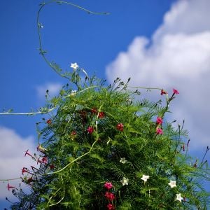 Beyaz servi sarmaşık tohumu ipomoea quamoclit cypress vine