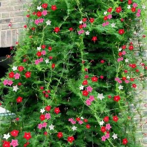 Beyaz servi sarmaşık tohumu ipomoea quamoclit cypress vine