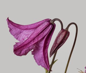 Heather Herschell clematis fidanı orman asması integrifolia