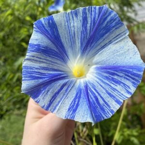 Mavi iri çiçekli sabah sefası tohumu flying saucers morning glory