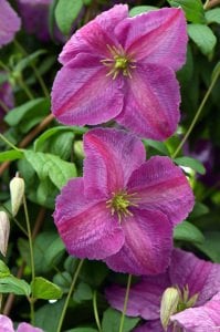 Mazurek clematis fidanı orman asması viticella