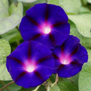 Grandpa ott sabah sefası tohumu ipomoea purpurea