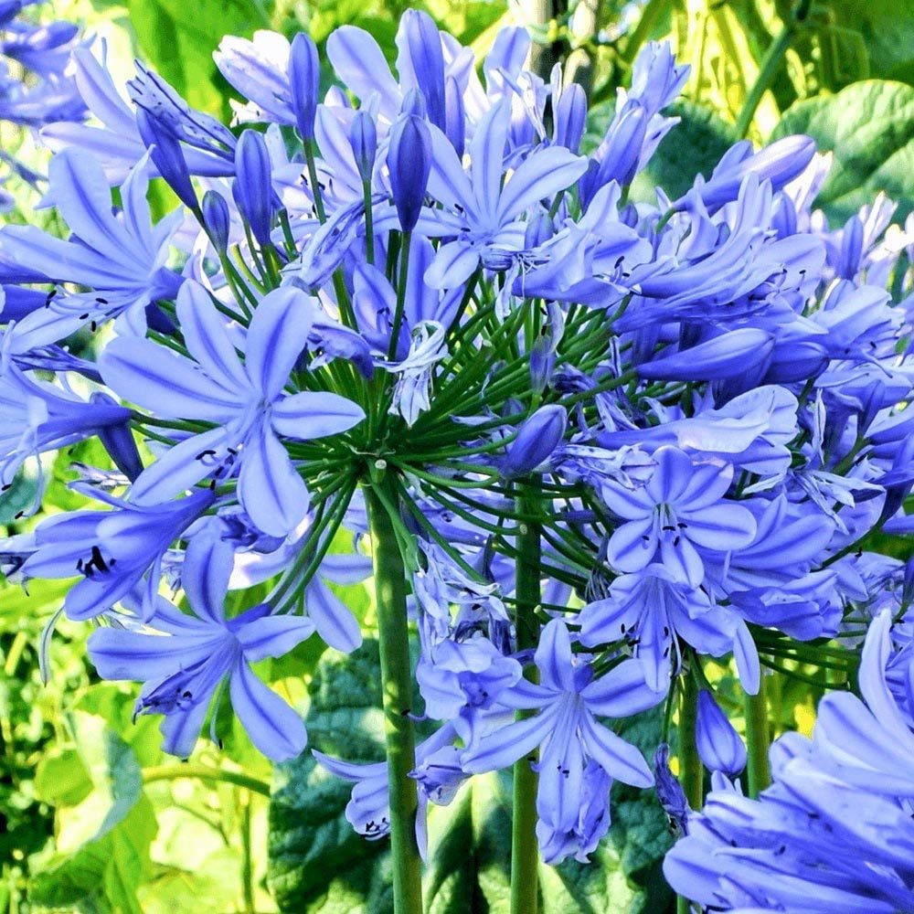 Mavi bodur Peter Pan agapanthus umbellatus şevkat çiçeği saksıda