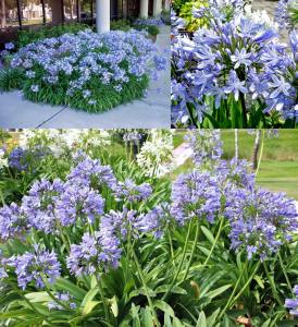 Mavi bodur Peter Pan agapanthus umbellatus şevkat çiçeği saksıda